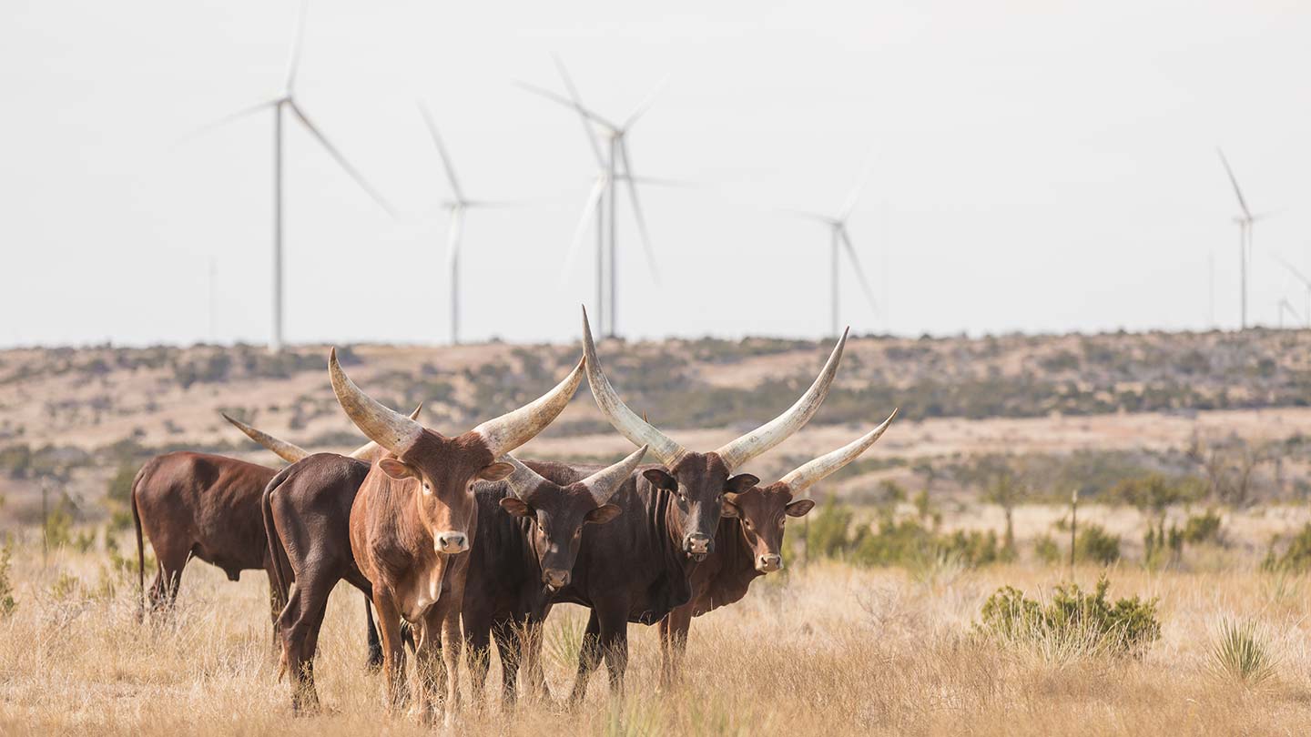 Brown Texas Longhorn cattle standing in the forefront of several wind turbines.