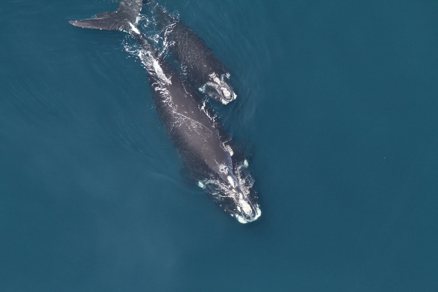 Mother Right whale with calf swimming in the ocean