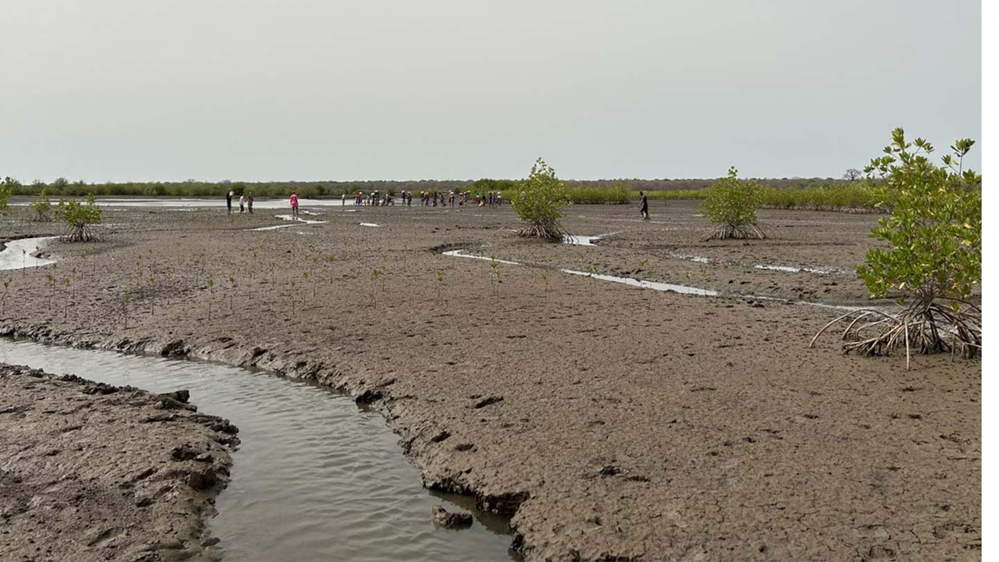 A community in The Gambia plants mangroves on mudflats.