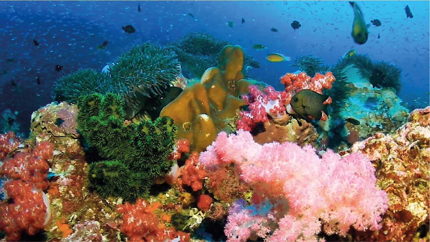 用離岸風場創造珊瑚家園 沃旭能源