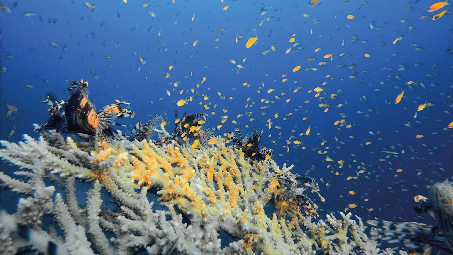 Coral reef with yellow fish