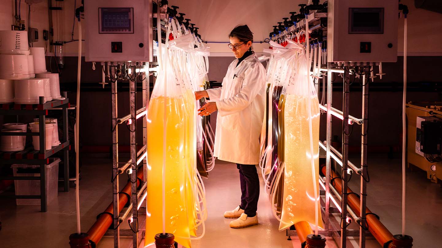 Camille Saurel, Senior Researcher at the Technical University of Denmark’s Institute of Aquatic Resources, DTU Aqua, inspects microalgae bags produced to feed the oysters.