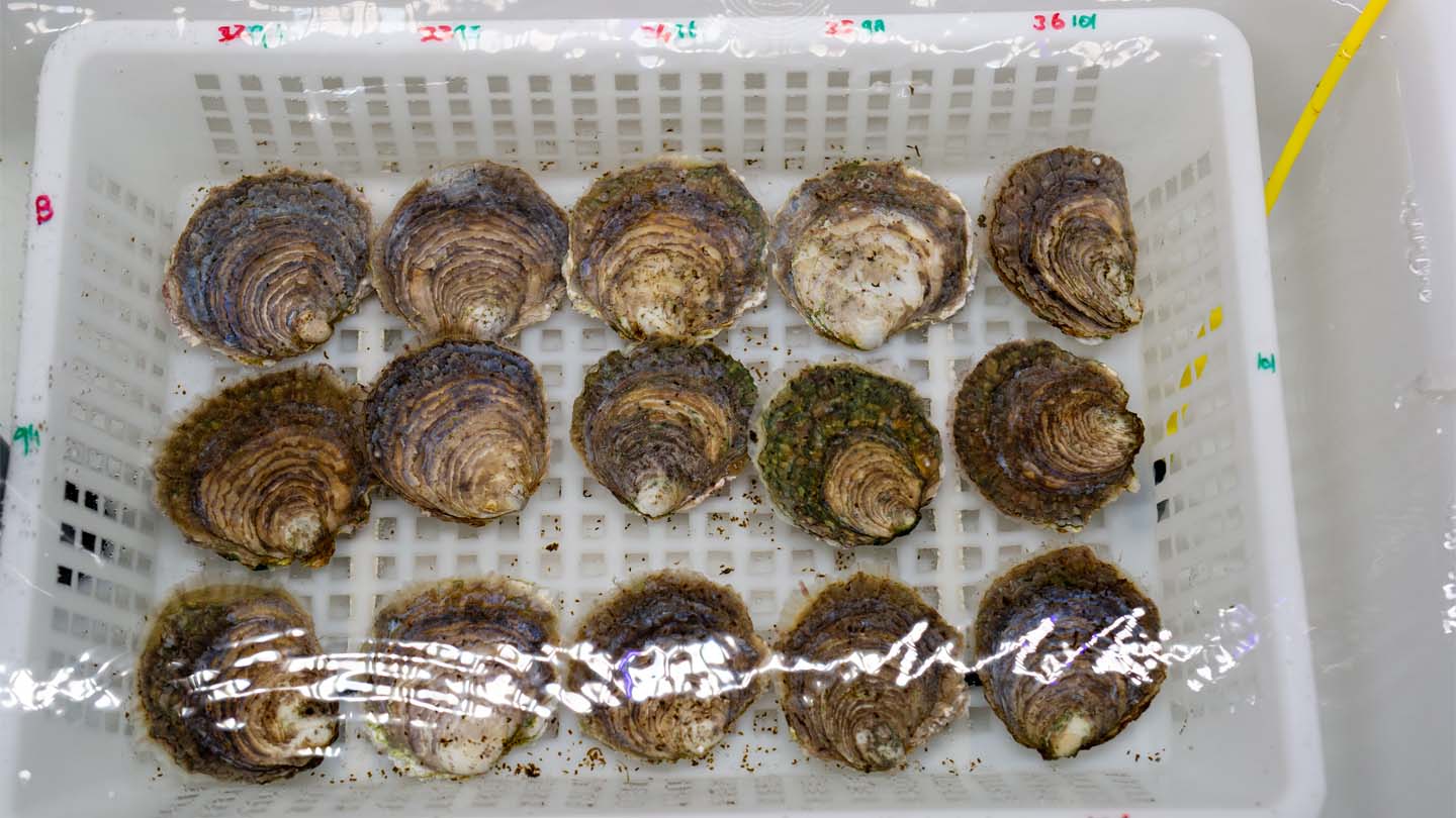 European flat oysters in the lab. Example 15 animals used to produce oyster larvae.