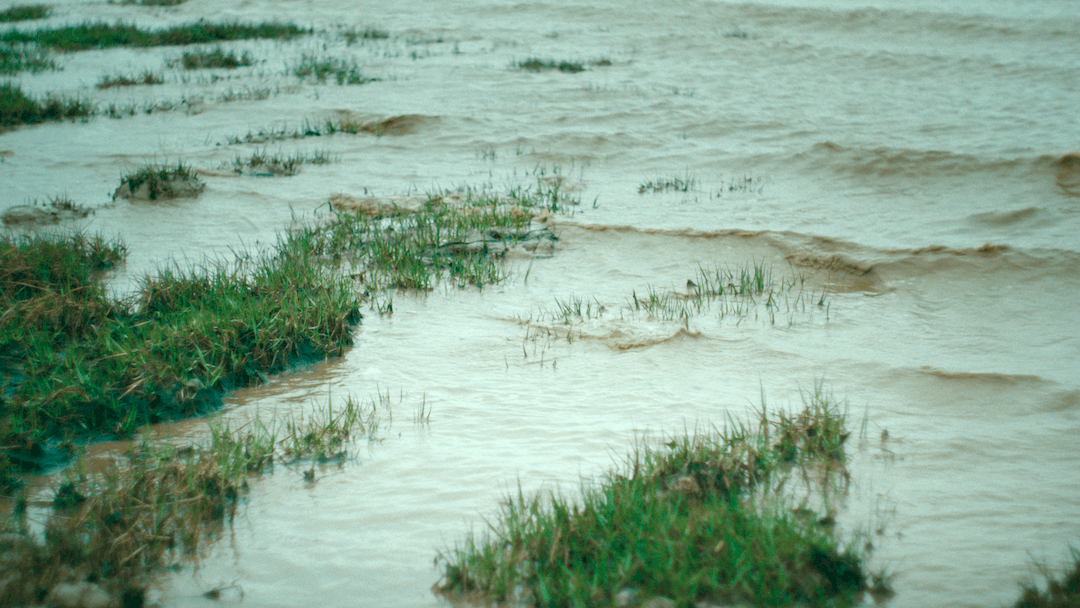 Salt marsh are efficient at storing carbon