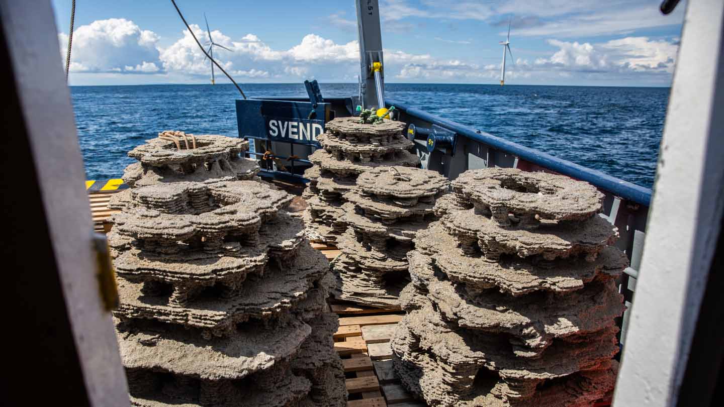 12 3D-printed reefs installed in the Kattegat