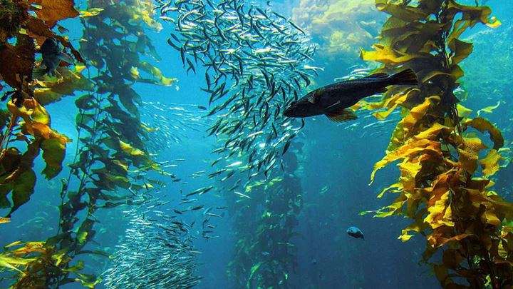 Fish swim by colorful underwater plants which can grow on artificial reef created by offshore wind turbines