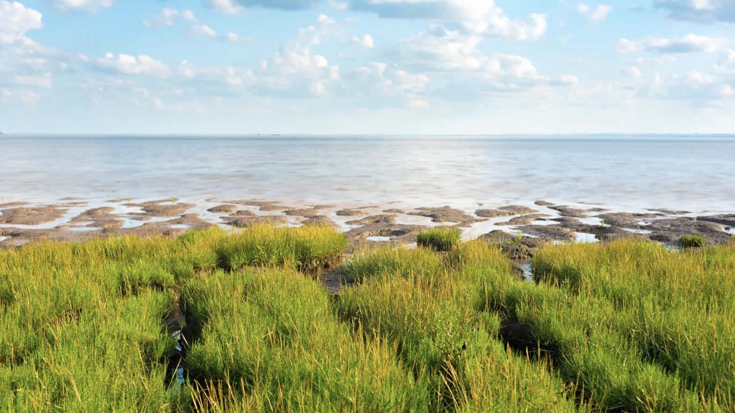 Group seagrass planting