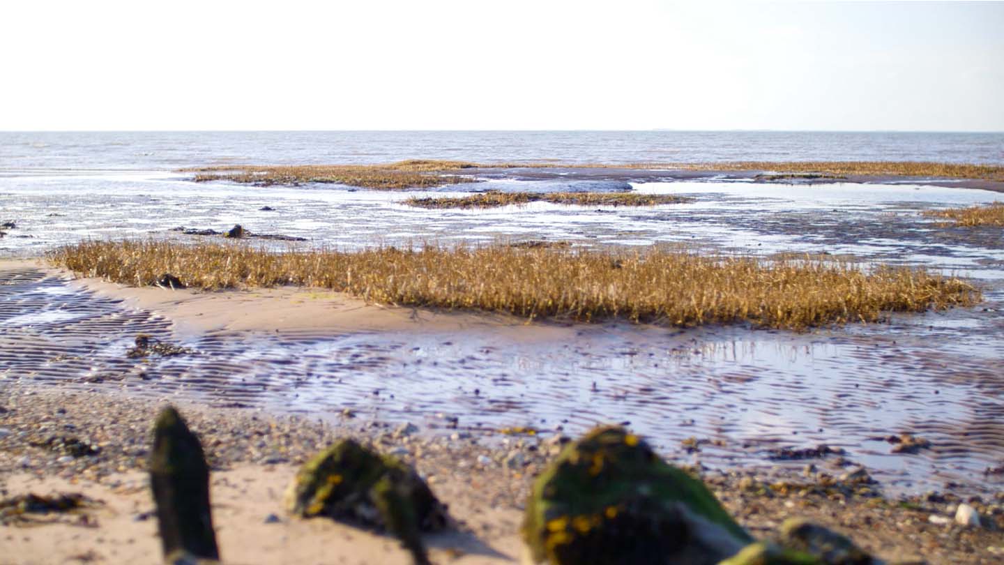 Seagrass planting