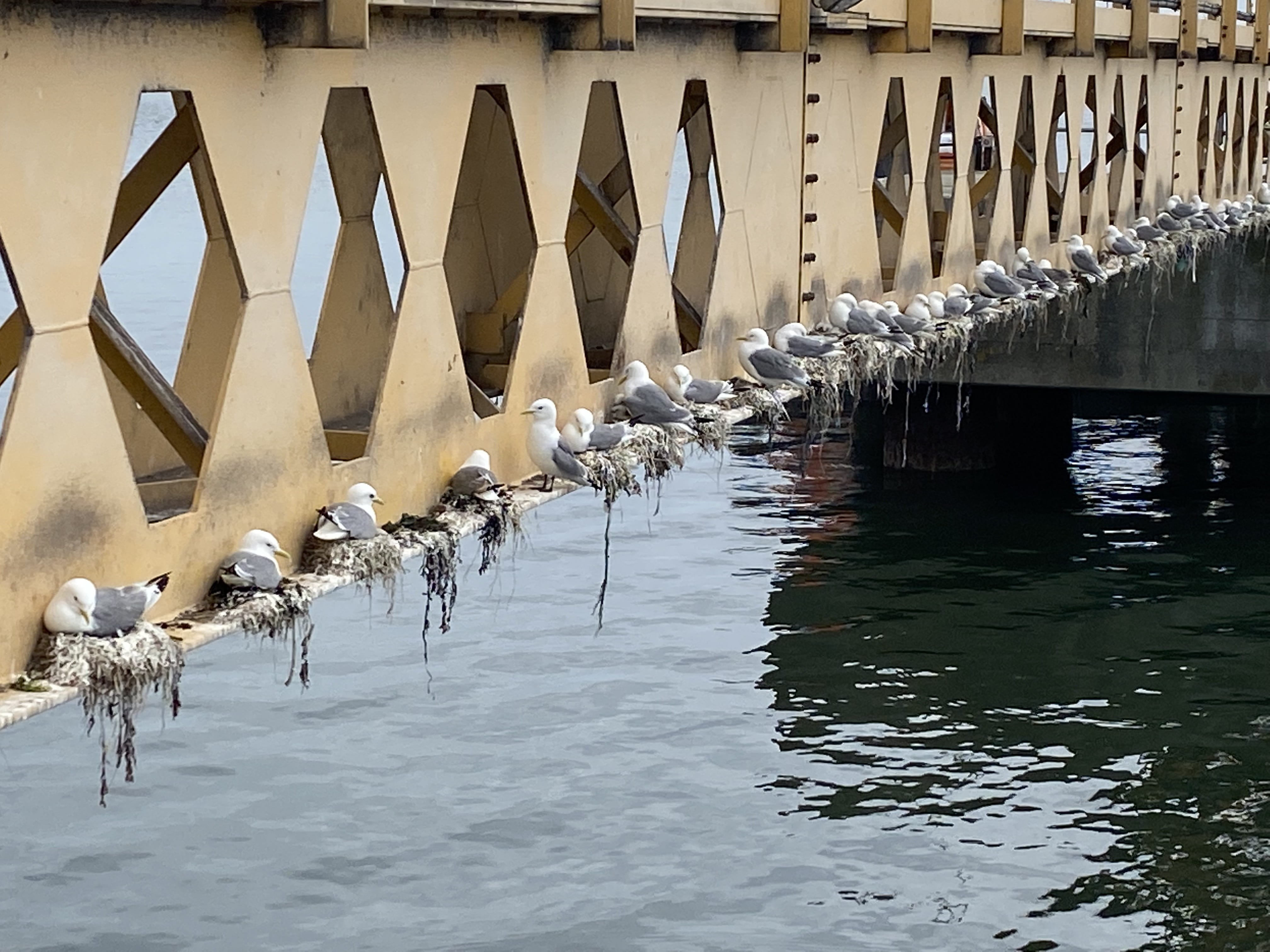 Kittiwakes nesting on the Hartlepool Royal National Lifeboat Institution (RNLI) Lifeboat Station Bridge