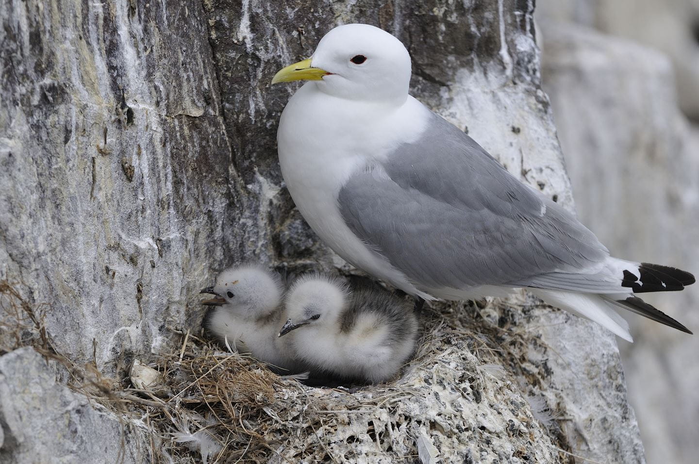 Kittiwakes in nest