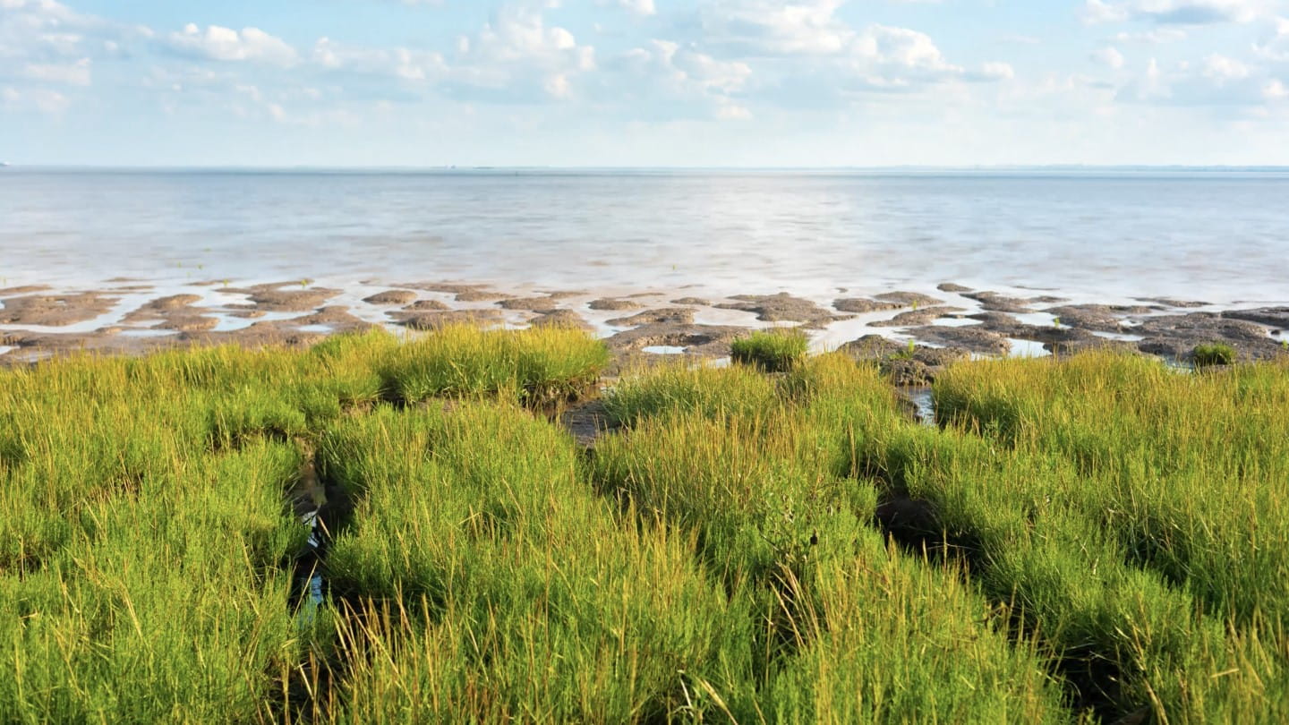 Humber Estuary Seagrass planting