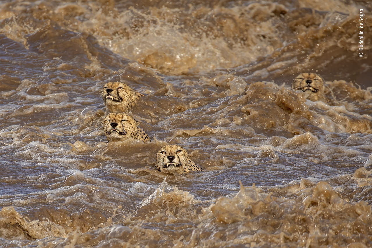 Wildlife Photographer of the Year 2021 photograph showing Cheetahs crossing the Talek Rivver in Kenya, © Buddhilini de Soyza, Wildlife Photographer of the Year