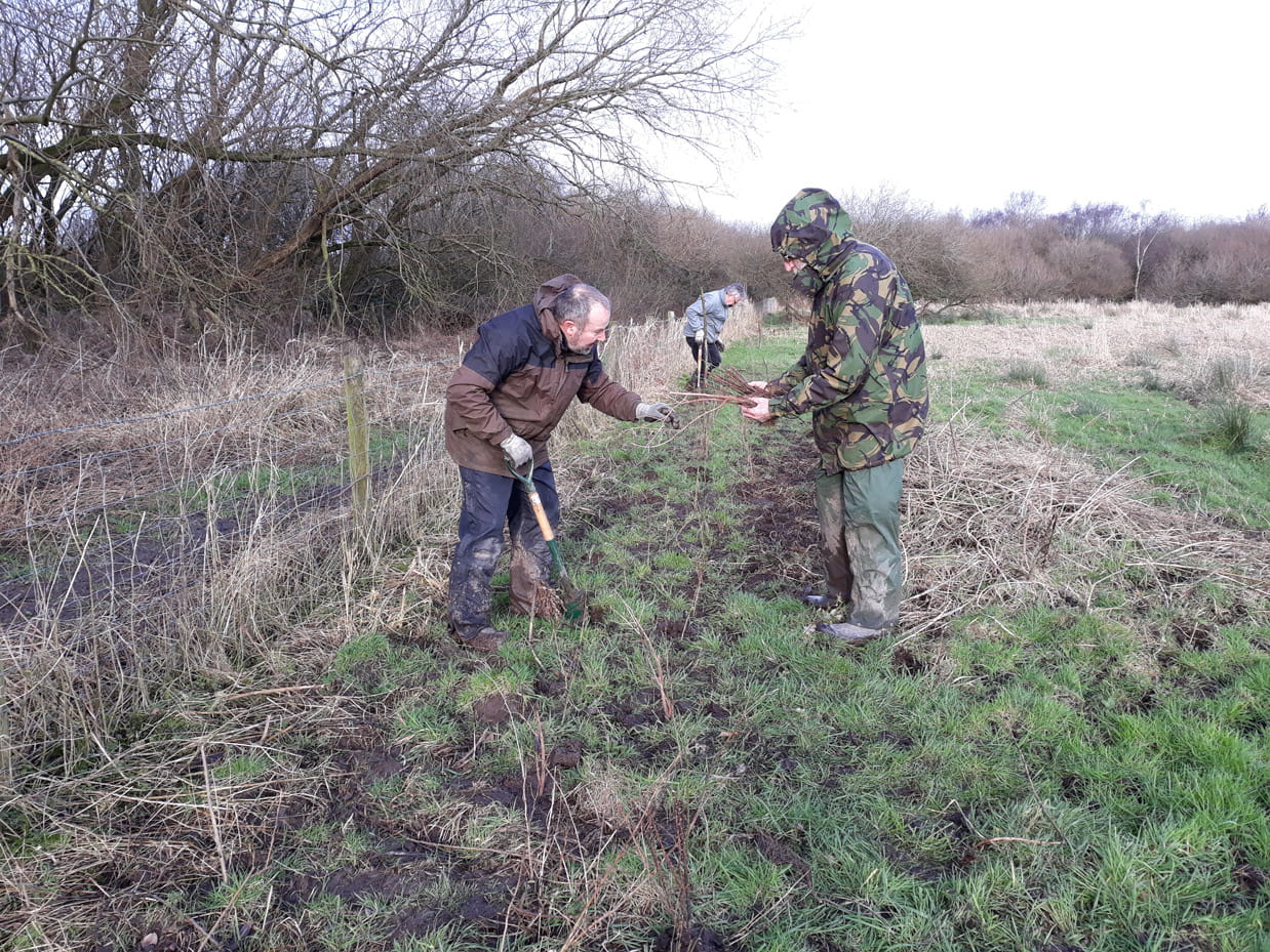 Volunteers hedge planting thanks to the Walney Extension Community Benefit Fund