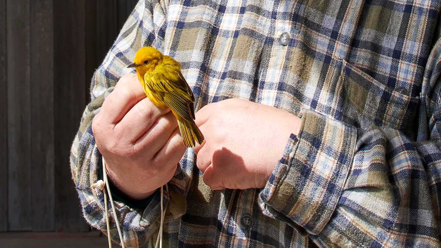 Kim Gaffett, bird bander, Block Island local, and offshore wind supporter, holds a small yellow bird in her hand.