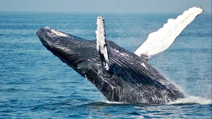 A whale jumps out of the sea, one of many marine mammals being protected by the Ørsted-funded WhaleAlert app