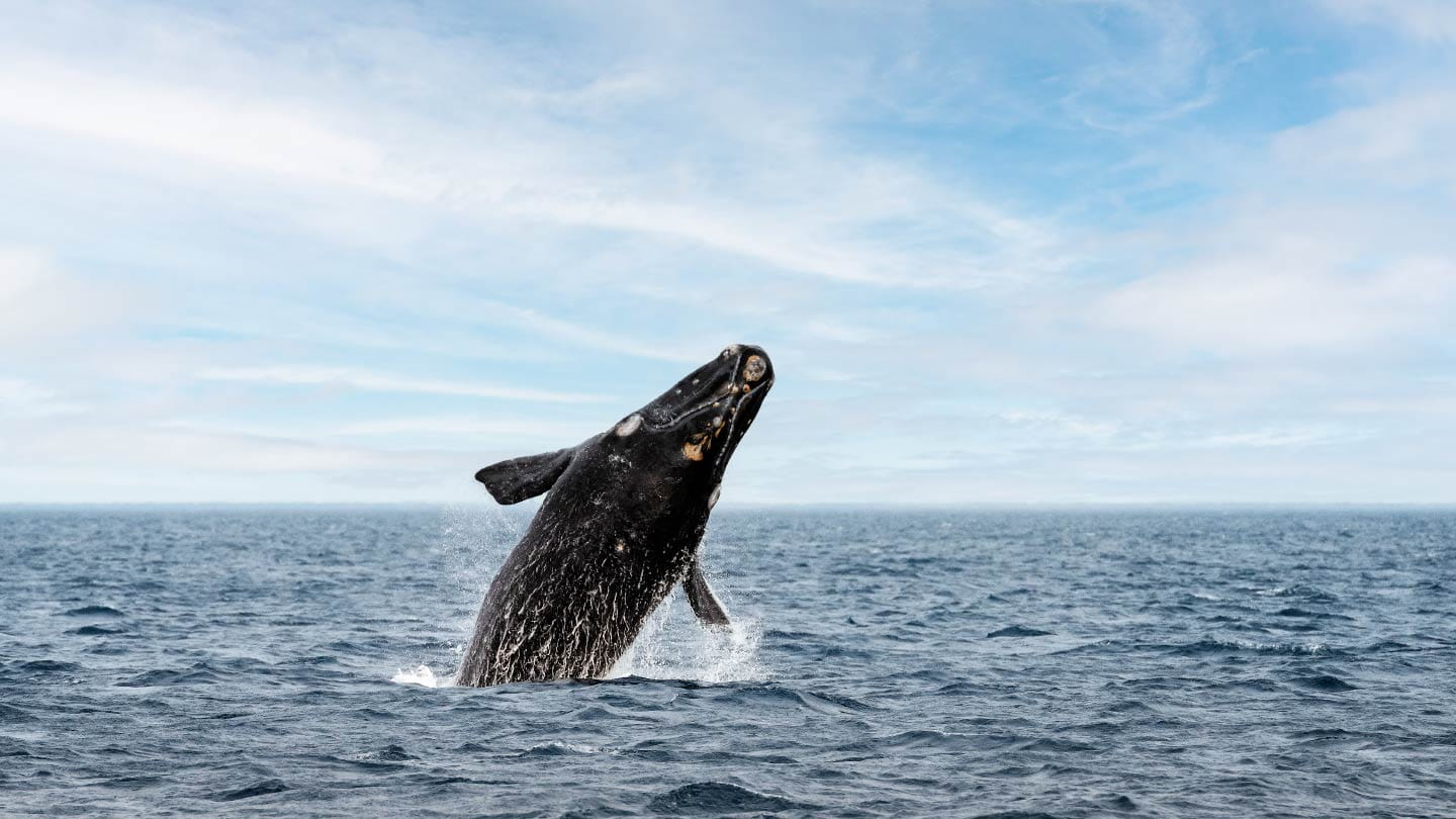 To protect marine mammals, Ørsted takes safety precautions during offshore wind construction and funds the WhaleAlert app 