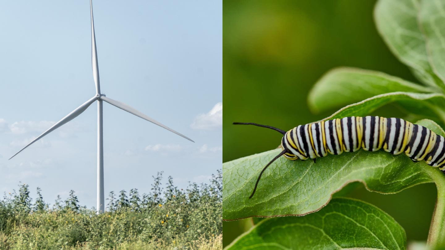 Ørsted conserves native tallgrass prairies growing by its onshore wind farms in Texas and Kansas, preserving biodiversity 
