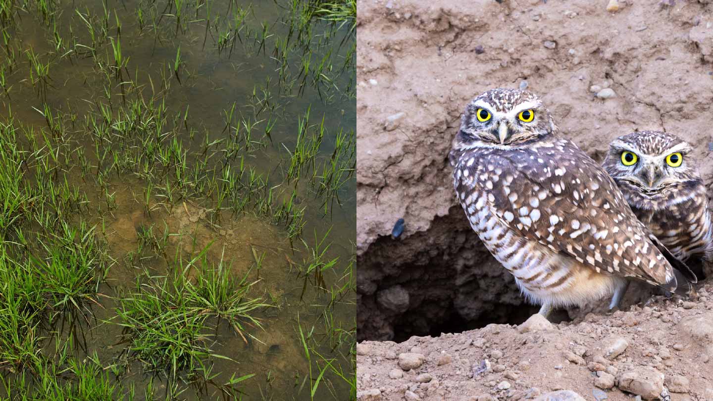 From burrowing owl habitats to wetlands, Ørsted is restoring and preserving biodiversity hotspots near onshore projects 