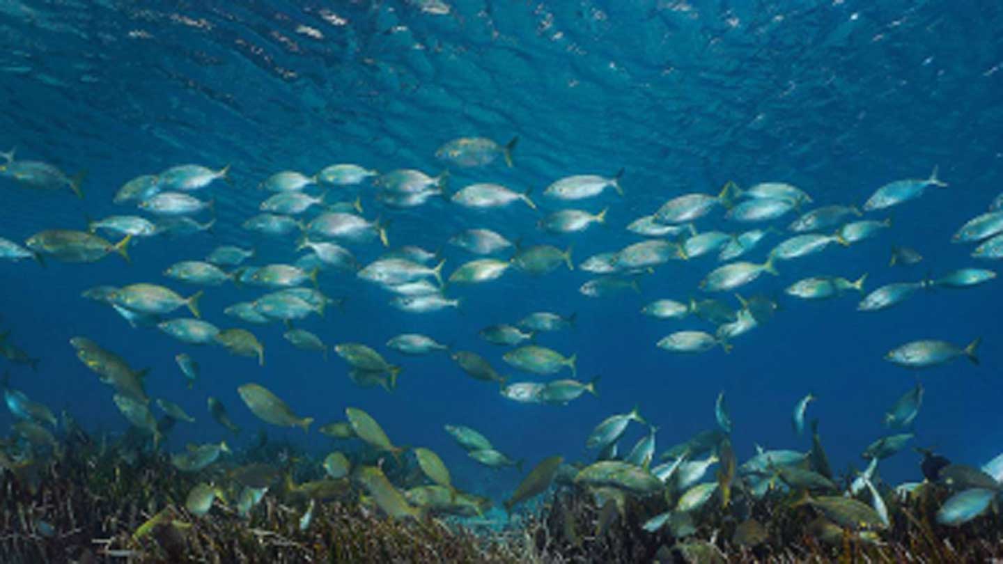 A school of fish swims by seagrass in an ocean environment where marine creatures coexist with offshore wind.