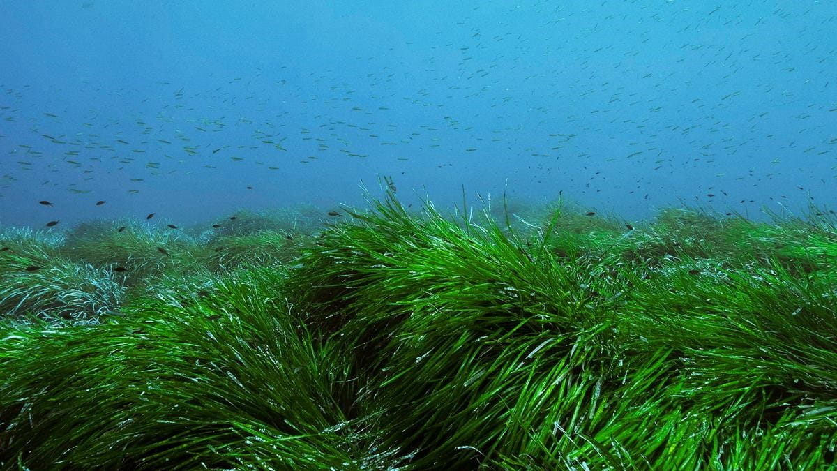 A school of fish swims by seagrass in a marine environment where underwater creatures can coexist with offshore wind