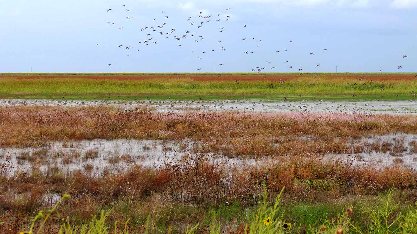 A flock of birds flying over water and vegetation in the Playa Lakes wetland ecosystem in Texas
