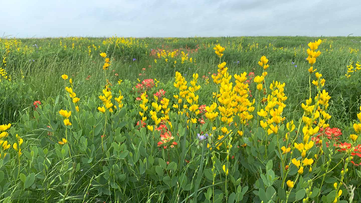 This field of green grass and yellow flowers  is part of Texas' tallgrass prairie, a rare ecosystem conserved by Ørsted.