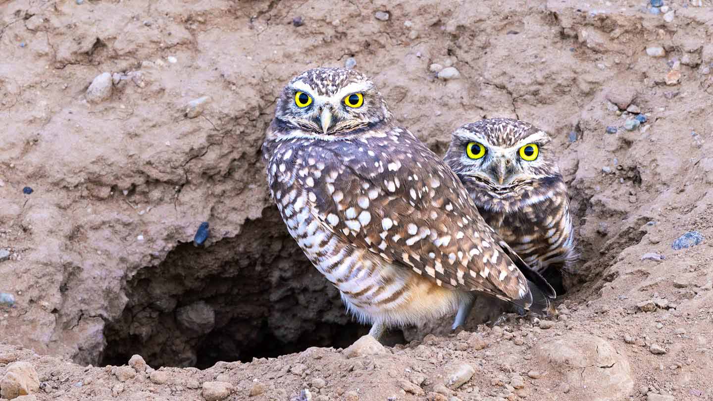 Two burrowing owls standing in the entrance of their earth burrow in Arizona