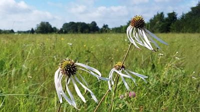 White flowers and native grasses near the Mockingbird Solar Center being preserved by &#216;rsted&#39;s biodiversity initiatives.