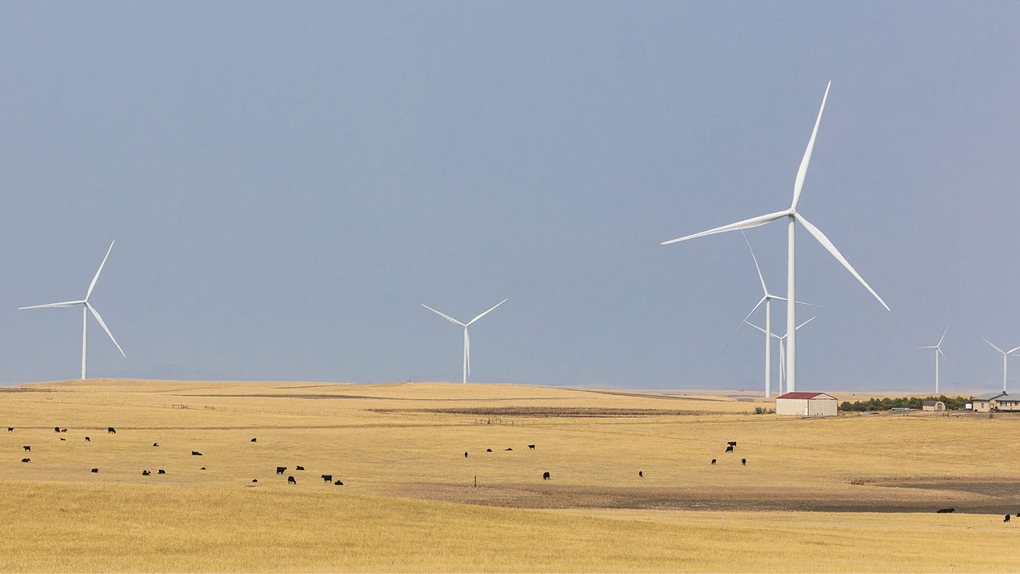 Cattle grazing on yellow grasslands by Ørsted's Willow Creek wind farm in South Dakota, showing seven onshore turbines.